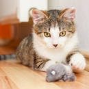 Jak zorganizować zabawę z kotem?