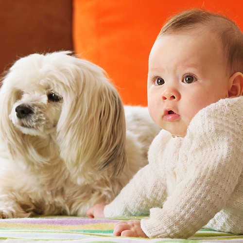Jak dobrze przygotować psa na pojawienie się dziecka?