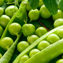 Podstawowe zasady sadzenia groszku