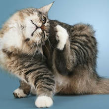 Jak wyleczyć świerzb u kota?