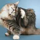 Jak wyleczyć świerzb u kota?