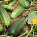 Jakie są zasady sadzenia ogórków?