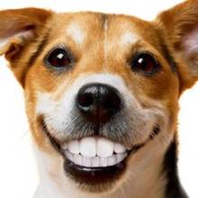 Jak dbać o uzębienie swojego psa?