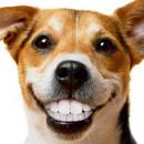 Jak dbać o uzębienie swojego psa?