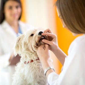 Kontrola weterynaryjna