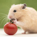 Prosty sposób przygotowania przekąski dla chomika