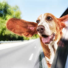 Przewożenie zwierząt w samochodzie – podstawowe zasady