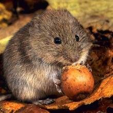 Jak skutecznie zwalczyć nornice w ogródku?