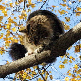 Inne sposoby zdjęcia kota
