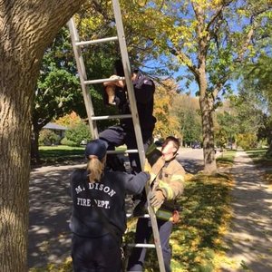 Jak wejść na drzewo po kota?