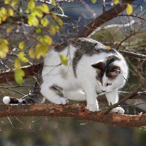 Jak zdjąć kota, jeśli nie zejdzie sam?