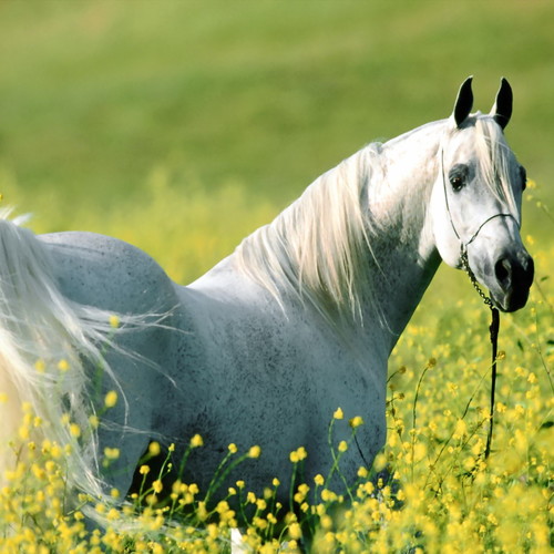 Które rośliny są trujące dla koni?