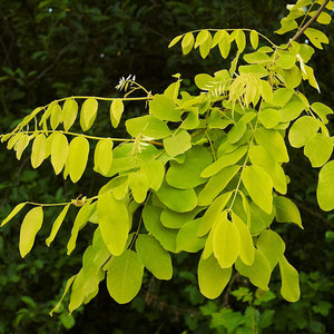 Robinia akacjowa