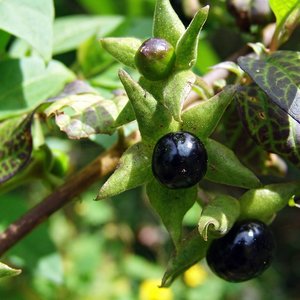 Wilcza jagoda (belladonna)