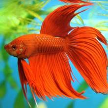 Jaki pokarm jest odpowiedni dla bojownika?