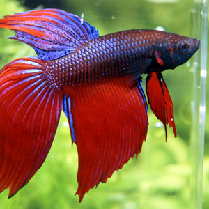 Dlaczego nie należy przekarmiać bojowników?