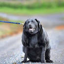 Jak ustalić, czy pies nie waży zbyt dużo?