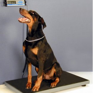 Jak zważyć psa?