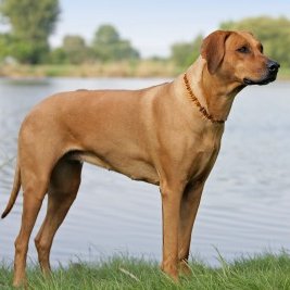 Właściwa sylwetka psa