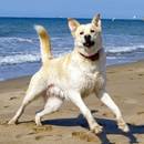 Co robić, aby pies się nie przegrzał?