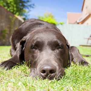 Objawy udaru cieplnego u psa