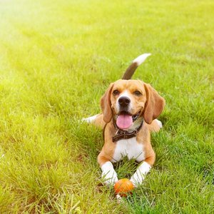 Nie zmuszajmy psa do nadmiernego wysiłku