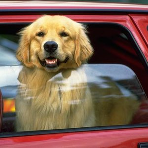 Nie pozostawiajmy psa w samochodzie