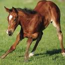 Co warto wiedzieć o końskich nałogach i narowach?