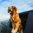 Jak poprawnie przygotować się do podróży z psem?