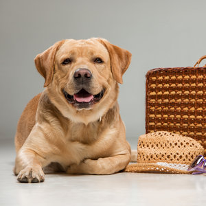 Przyzwyczajenie do samochodu