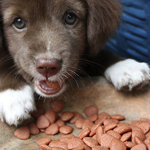 Leki i witaminy dla szczeniaka