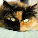 Opieka nad kotką po sterylizacji – podstawowe zasady