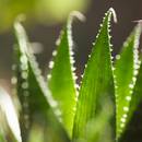 Dobry tonik z aloesu – jak go przygotować?