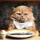 Skuteczne sposoby na nauczenie kota jedzenia mokrej karmy