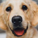 Jak zdiagnozować alergię u psa?