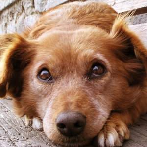 Bez ludzkich przysmaków