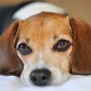 Sposoby zakraplania oczu psu