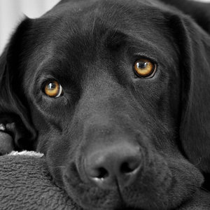 Przytrzymanie zwierzaka