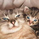 Jakie są objawy ciąży u kotki?