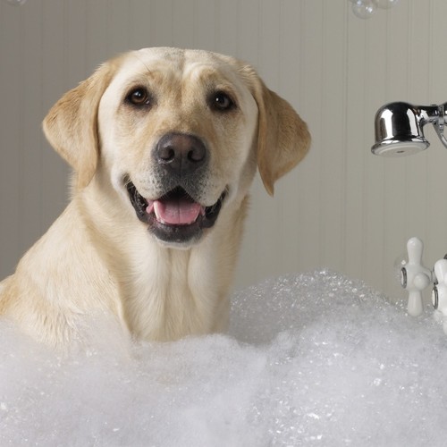 Jak przygotować dobry szampon dla psa?