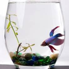 Jak urządzić akwarium dla bojownika?