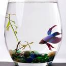 Jak urządzić akwarium dla bojownika?