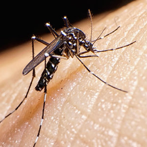 Odstraszające zapachy