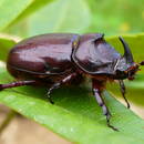 Jak skutecznie pozbyć się szkodników z ogrodu?