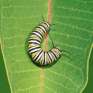 Aerozole z siarczanem