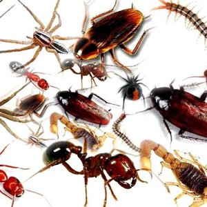 Aerozol z bakteriami