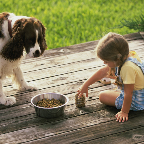 Jak przygotować domowe jedzenie dla psa?