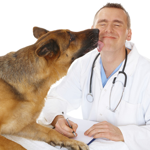 Jak oswoić psa z wizytami u weterynarza?