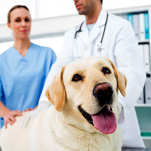 Oswojenie psa z kliniką