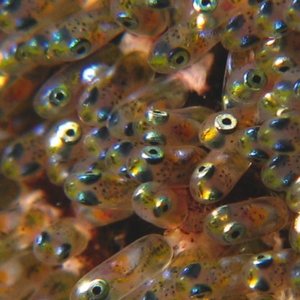 Jaki pokarm jest odpowiedni dla narybku?